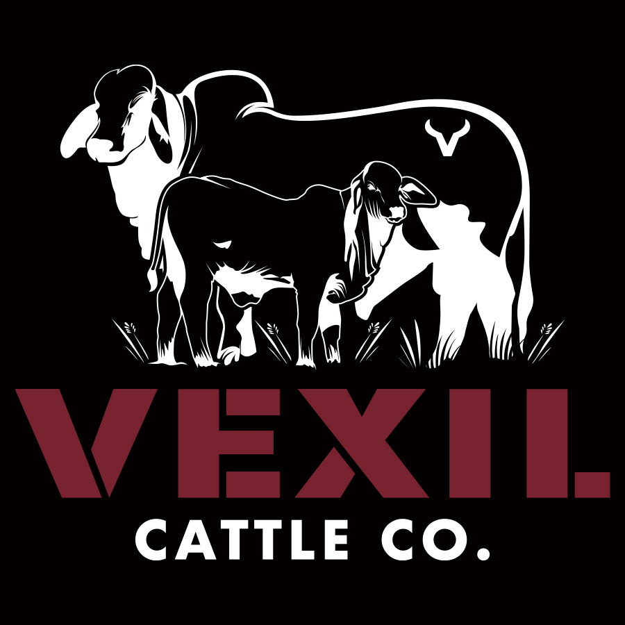 Vexil Cattle Co. Sticker - 6" x 5"